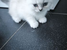 BKH Kitten weiß & Blue Point