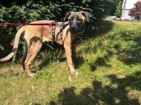 Kena sucht Malinois-Kenner