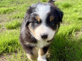 Border-Collie-Mix-Welpe