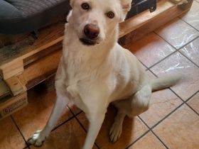 Kelly, a.d.Tierschutz, sucht Happy-Home
