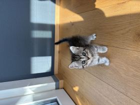 BKH Kitten ab Anfang August in liebevolle Hände abzugeben 🐾