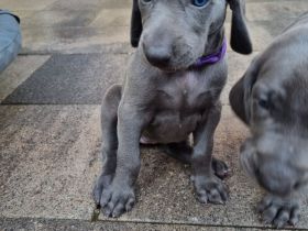 Weimaraner Hündin blau - Premiumzucht - Vom Gräfensteiner Adel