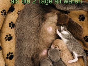 Süße Bkh-Ehk Kitten suchen ein neues Zuhause