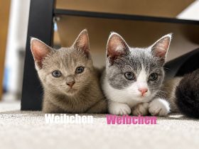 BKH mix Kitten suchen ein neues Zuhause