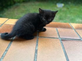 BKH mischlingkitten