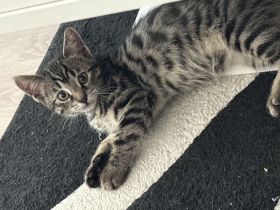 Verspielte Bengale-BKH Mix Kitten
