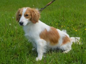 BUFFI, Sheltie Mischling (kastriert) SGB 625,00 €