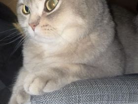 BKH Kater