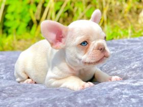 Französische Bulldoggen-Welpen zu verkaufen