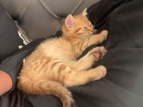 Kitten