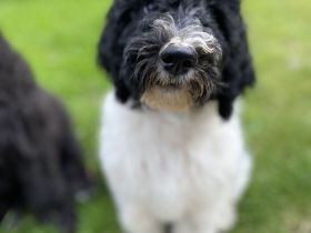 Shepadoodle - der besondere Doodle