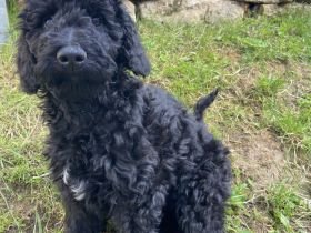 Shepadoodle - der besondere Doodle