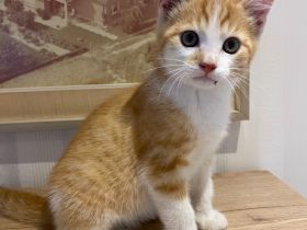 Katzenbaby