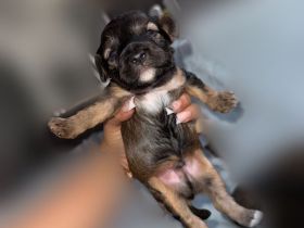 Juhu! Unsere 7 Jackapoo Welpen haben das Licht der Welt erblickt.