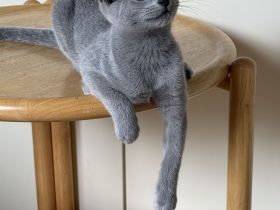 Sofort abgabebereit ein Russisch Blau Kitten