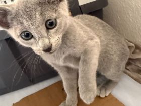 Abgabe in einer Woche Russisch Blau Kitten