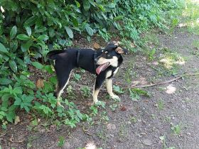 süße Pinscher-Mix Welpen Hündin "Dara" sucht ein Zuhause
