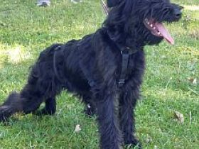 bezaubernter Schnauzer Mix Welpen Rüde "Didi" sucht ein Zuhause