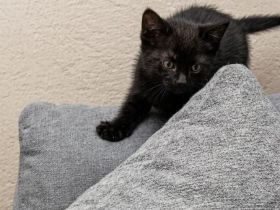 ein kleiner Bkh Kater sucht sein Zuhause auf Lebenszeit