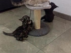 Drei zuckersüße BKH-Kitten (Jungs) suchen ein liebevolles Zuhause!