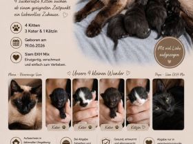 Siam Mix Kitten