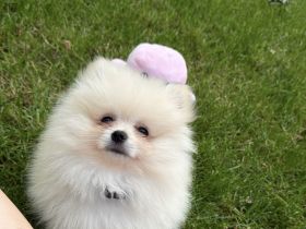 Reinrassiger Pomeranian Welpe - Bärchen Typ