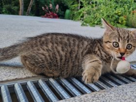 Getigertes Katerchen BKH-Mix