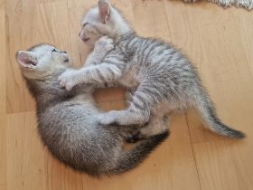 Katzenkinder BKH-Mix bereit zur Reservierung
