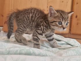 Katzenkinder BKH-Mix bereit zur Reservierung