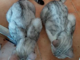 Noch 2 junge BKH Kater silver tabby suchen ein neues liebevolles Zuhause