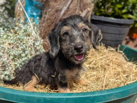 Süße Jack Russel mix Welpen
