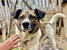 Freundlicher und sozialer Hank sucht Familienanschluss
