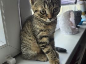 Noch 1 BKH Kitten sucht noch ein neues liebevolles zu Hause.