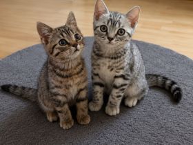 2 BKH Kitten suchen noch ein neues liebevolles zu Hause.