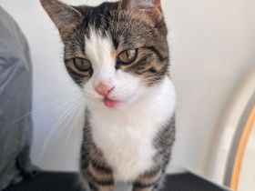 Hauskatze sucht neues zuhause
