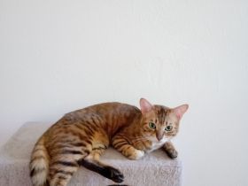 Ältere Bengalkatze Lilly Madlen