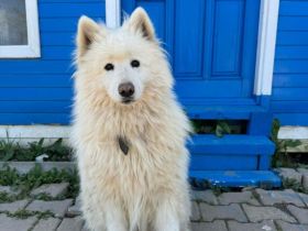 Samojedenrüde Alan