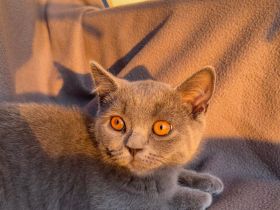Zuckersüßes BKH Kitten (abgabebereit) in liebevolle Hände abzugeben