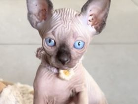 Sphynx