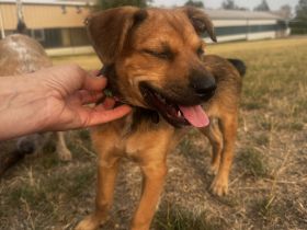 **Liebevolle, intelligente Australian Cattle Dog-Mix Hündin sucht ein fürsorgliches Zuhause