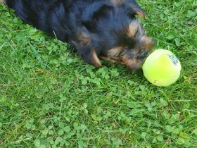 Yorkshire Terrier Rüde Welpen