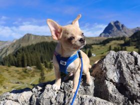 Wunderschöne Chihuahua Welpen KH