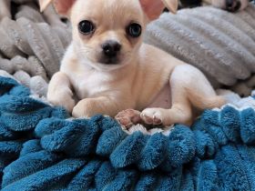 Wunderschöne Chihuahua Welpen KH und LH