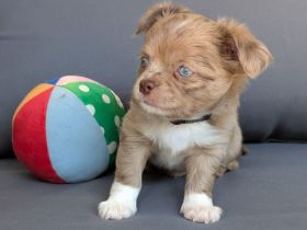 Wunderschöne Chihuahua Welpen KH und LH