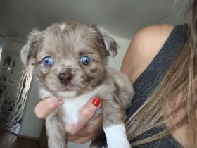 Wunderschöne Chihuahua Welpen KH und LH