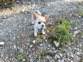 Wunderschöne Chihuahua Welpen KH