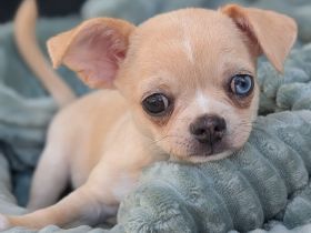 Wunderschöne Chihuahua Welpen KH