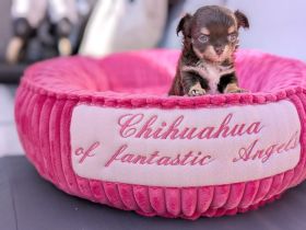 Wunderschöne Chihuahua Welpen in KH und LH