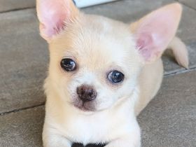 Wunderschöne Chihuahua Welpen KH und LH