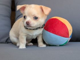 Wunderschöne Chihuahua Welpen KH und LH